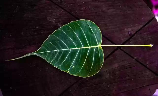 Free download plant closeup religion leaf free picture to be edited with GIMP free online image editor
