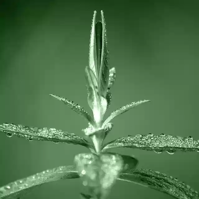 Free download Plant Dewdrop Morgentau -  free photo or picture to be edited with GIMP online image editor