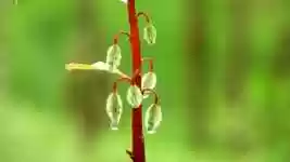 Free download Plant Drops Nature -  free video to be edited with OpenShot online video editor
