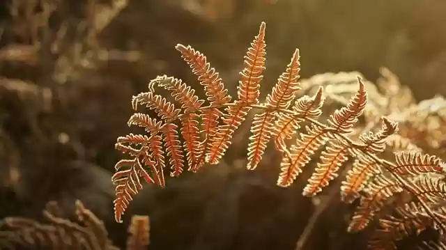Free download plant ferns frost sunrise colors free picture to be edited with GIMP free online image editor
