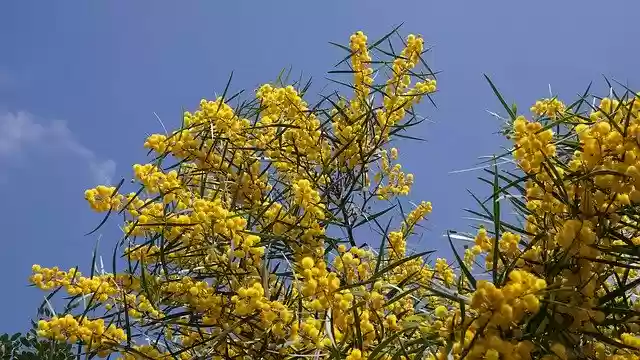 Free download Plant Flora Yellow -  free photo or picture to be edited with GIMP online image editor