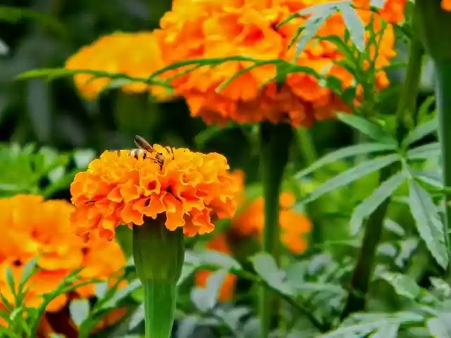 Free download Plant Flower -  free photo or picture to be edited with GIMP online image editor