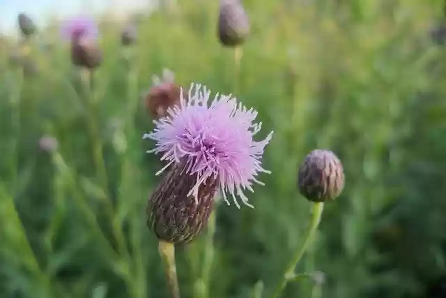 Free download Plant Flower Bloom -  free photo or picture to be edited with GIMP online image editor