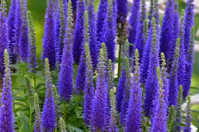 Download gratuito Plant Flower Blue: foto o immagine gratuita da modificare con l'editor di immagini online GIMP
