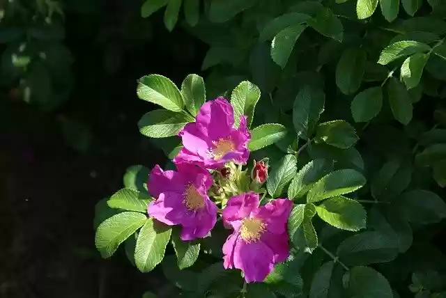 Free download Plant Flower Garden -  free photo or picture to be edited with GIMP online image editor