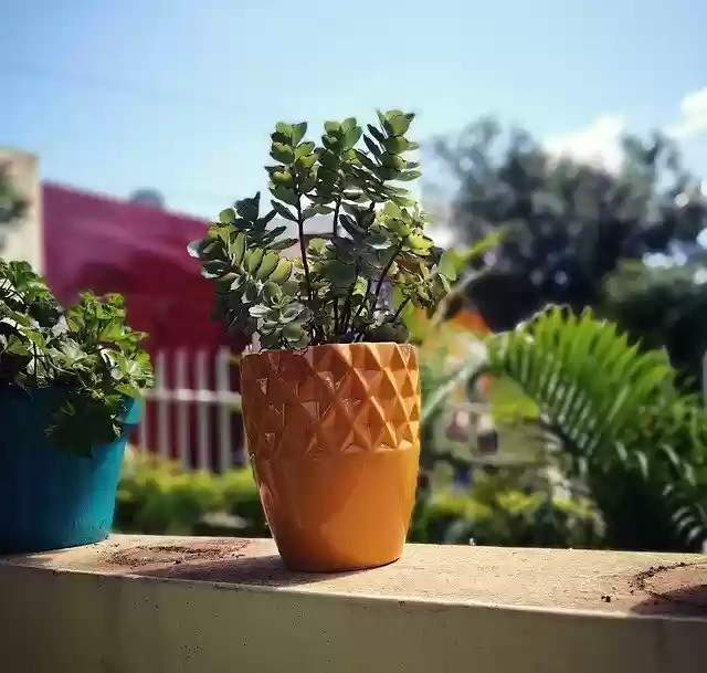 Free download Plant Flowerpot Nature -  free free photo or picture to be edited with GIMP online image editor