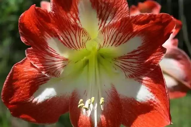 Unduh gratis Tanaman Bunga Lily - foto atau gambar gratis untuk diedit dengan editor gambar online GIMP
