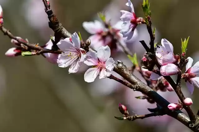 Free download plant flowers peach blossom pink free picture to be edited with GIMP free online image editor