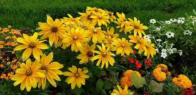Free download Plant Flowers Summer -  free free photo or picture to be edited with GIMP online image editor