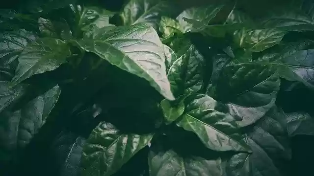 Бесплатно скачать бесплатный шаблон фотографии Plant Forest Green для редактирования с помощью онлайн-редактора изображений GIMP