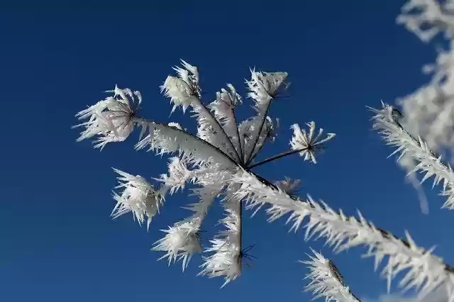 Free download Plant Frost Winter -  free photo or picture to be edited with GIMP online image editor