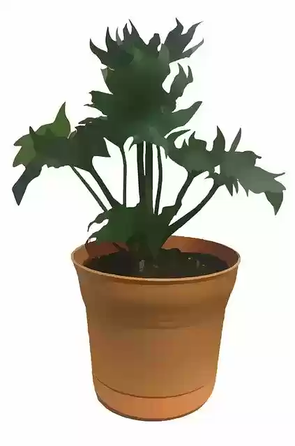 Free download Plant Growing Growth -  free illustration to be edited with GIMP free online image editor