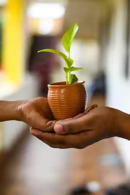 Free download plant hands conservation planting free picture to be edited with GIMP free online image editor