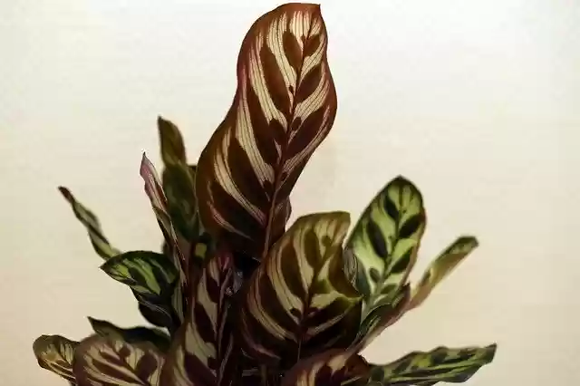 Free download Plant Indoor Natural -  free free photo or picture to be edited with GIMP online image editor