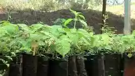 Free download Plant Irrigation Rain -  free video to be edited with OpenShot online video editor