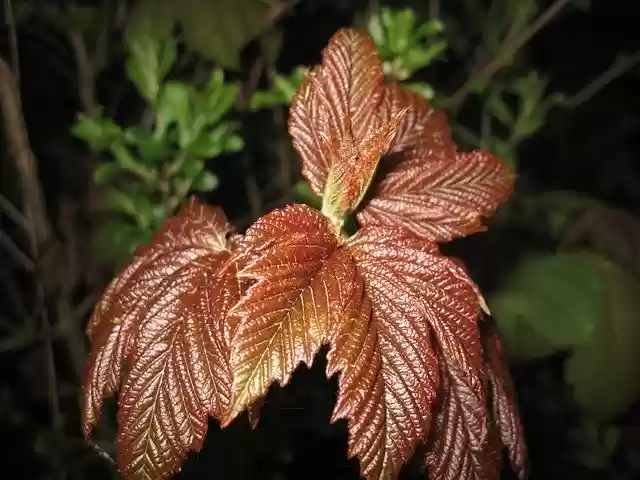 Free download Plant Leaf Landscape -  free free photo or picture to be edited with GIMP online image editor