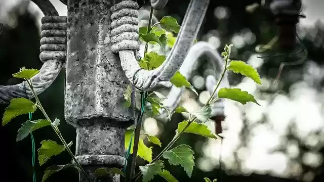 Free download Plant Leaf Leaves -  free photo or picture to be edited with GIMP online image editor