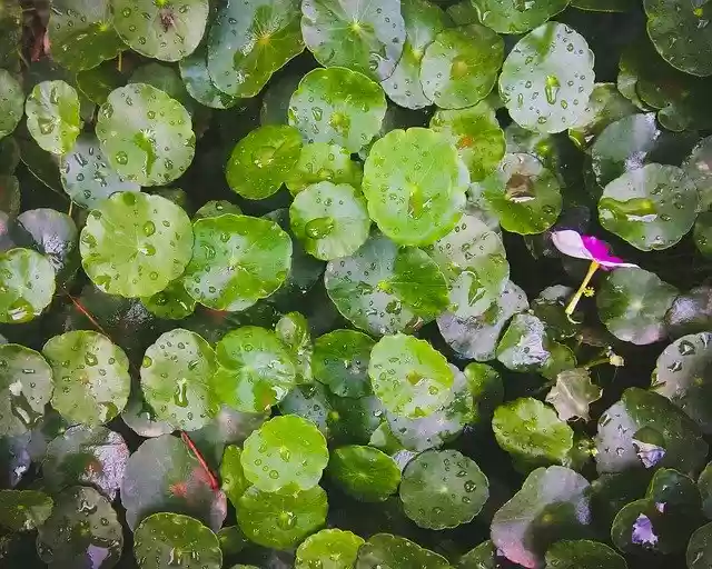 Free download Plant Nature Lily -  free photo or picture to be edited with GIMP online image editor