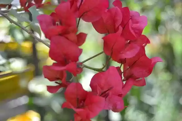 Free download Plant N Nature -  free photo template to be edited with GIMP online image editor