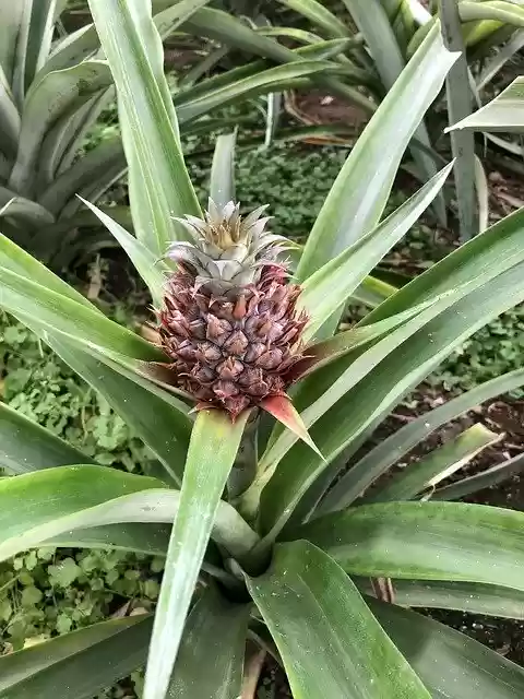 Libreng download Plant Pineapple - libreng larawan o larawan na ie-edit gamit ang GIMP online na editor ng imahe