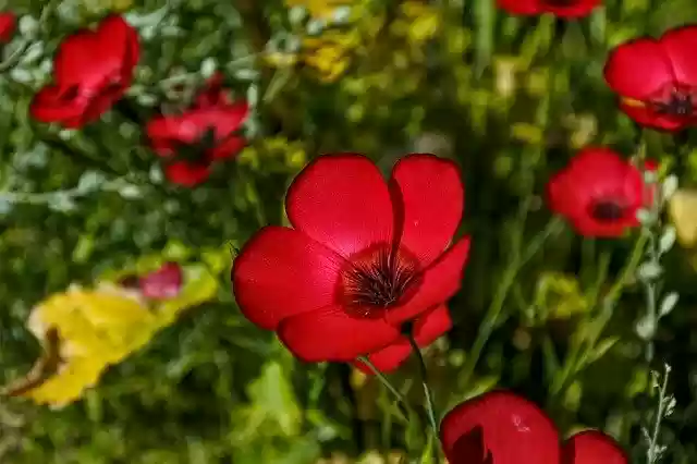 Free download Plant Red Lein -  free photo or picture to be edited with GIMP online image editor