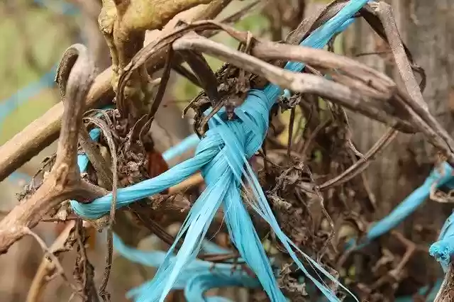 Free download Plant Rope Dead -  free photo or picture to be edited with GIMP online image editor