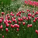 Plants And Flowers  screen for extension Chrome web store in OffiDocs Chromium