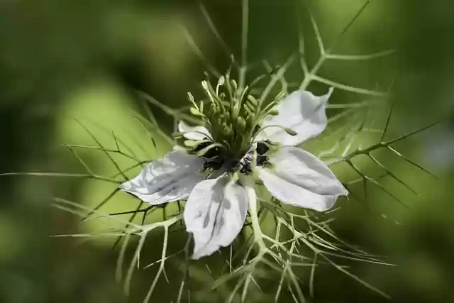 Free download plants damask black cumin free picture to be edited with GIMP free online image editor