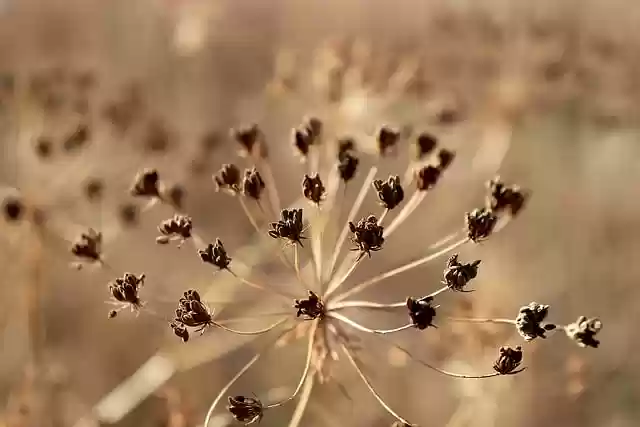 Free download plants dried flowers fall seeds free picture to be edited with GIMP free online image editor