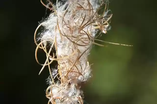 Free download Plants Dried Nature -  free photo or picture to be edited with GIMP online image editor