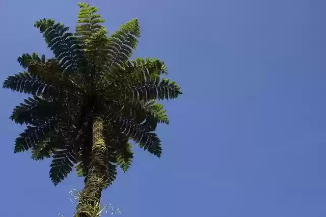Free download Plants Fern The Sky -  free photo or picture to be edited with GIMP online image editor