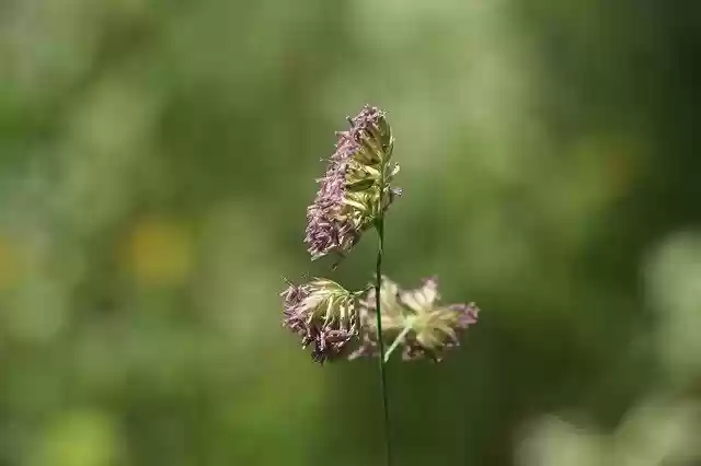 Free download Plants Meadows Nature -  free photo or picture to be edited with GIMP online image editor