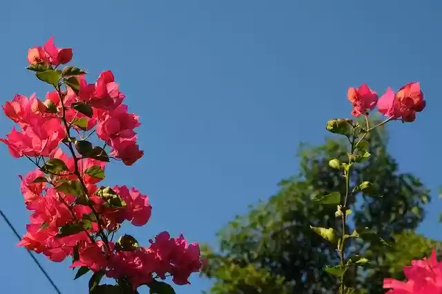 Free download Plants Outdoor Nature -  free photo or picture to be edited with GIMP online image editor