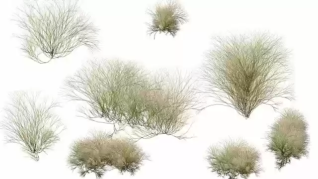 Free download Plants Shrub Bush -  free illustration to be edited with GIMP free online image editor