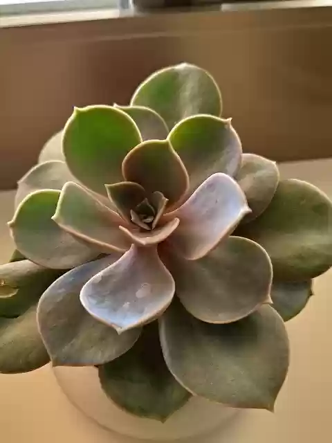 Free download Plant Succulents Cactus -  free photo or picture to be edited with GIMP online image editor