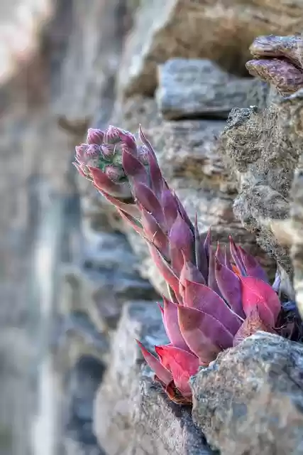 Free download plant succulents semprevivo free picture to be edited with GIMP free online image editor