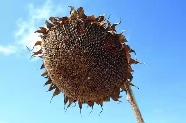 Free download Plant Sunflower Faded -  free photo or picture to be edited with GIMP online image editor