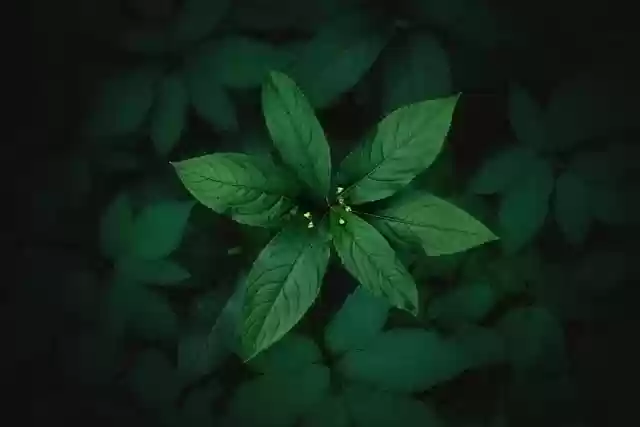 Free download plants wild plant leaves foliage free picture to be edited with GIMP free online image editor