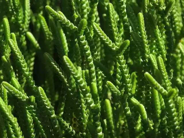 Free download Plant Vegetable Nature -  free photo or picture to be edited with GIMP online image editor