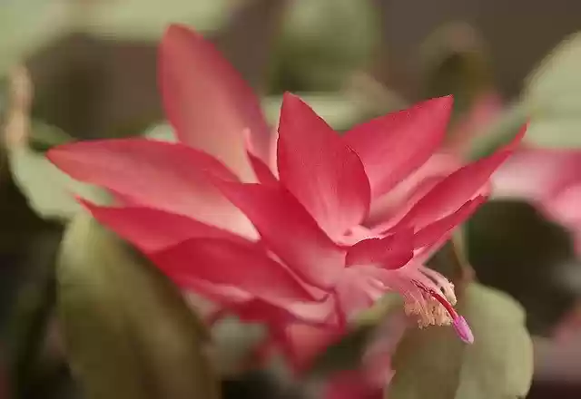 Free download Plant Weihnachtskaktus Cactus -  free photo or picture to be edited with GIMP online image editor