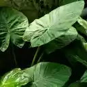 Plant with Big Green Leaves  screen for extension Chrome web store in OffiDocs Chromium