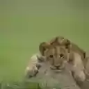 Playful Lion Cubs: The Future Kings of the Savanna  screen for extension Chrome web store in OffiDocs Chromium