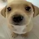 Pluey! Tweet/Bluesky Joke Editor  screen for extension Chrome web store in OffiDocs Chromium