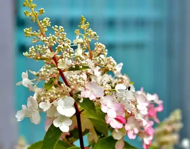 Free download Pluimhortensia Bloom Petals -  free photo or picture to be edited with GIMP online image editor