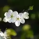 Plum blossom branch  screen for extension Chrome web store in OffiDocs Chromium