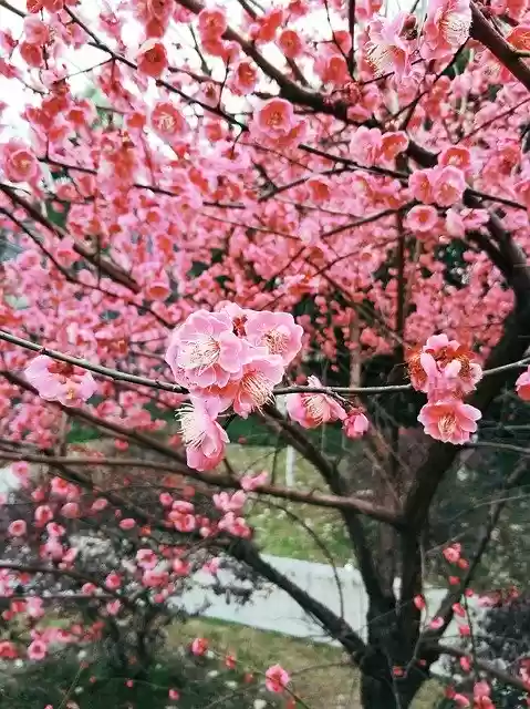 Free download Plum Blossom Flower Spring -  free photo or picture to be edited with GIMP online image editor