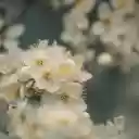 Plum blossoms bloom  screen for extension Chrome web store in OffiDocs Chromium