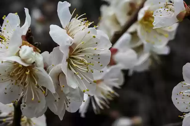 Free download plum blossoms plum flowers free picture to be edited with GIMP free online image editor