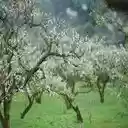 plum blossom wallpaper  screen for extension Chrome web store in OffiDocs Chromium