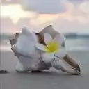 Plumeria and seashell wallpaper  screen for extension Chrome web store in OffiDocs Chromium